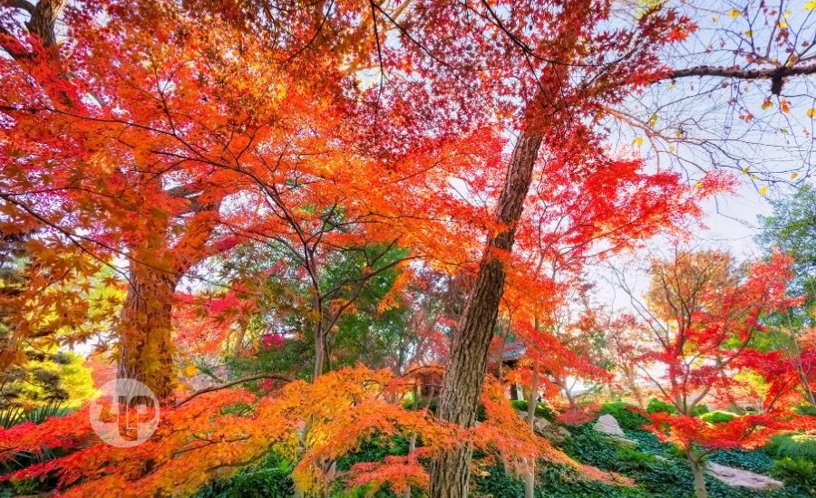 Fall Cedar Creek Texas Austin