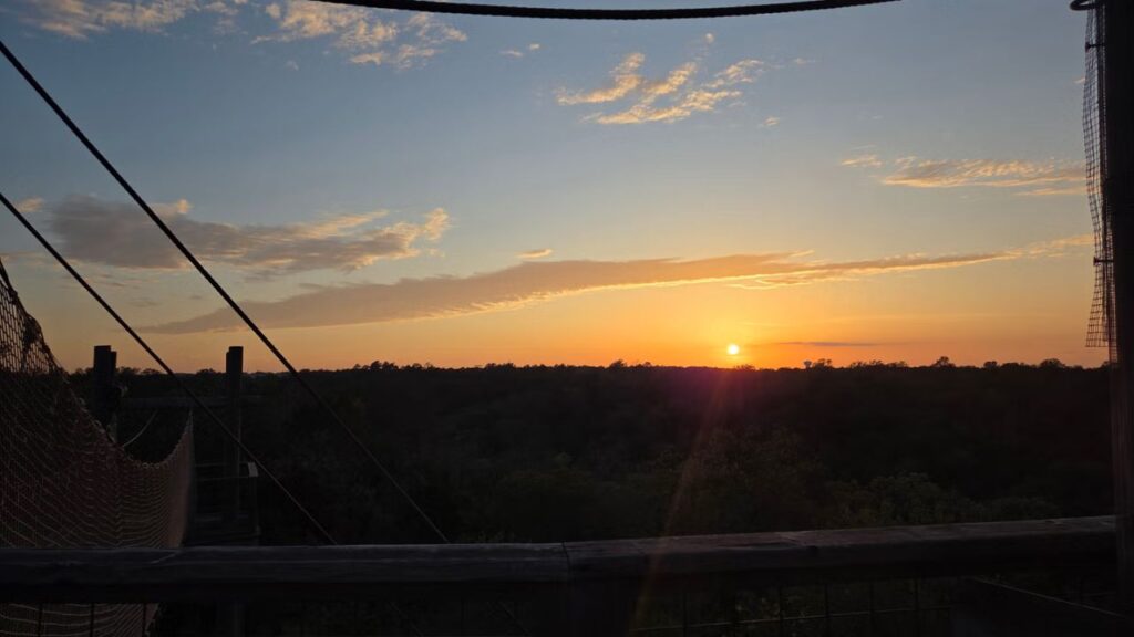 Zipline cables stretching across the forest beneath a colorful evening sky.